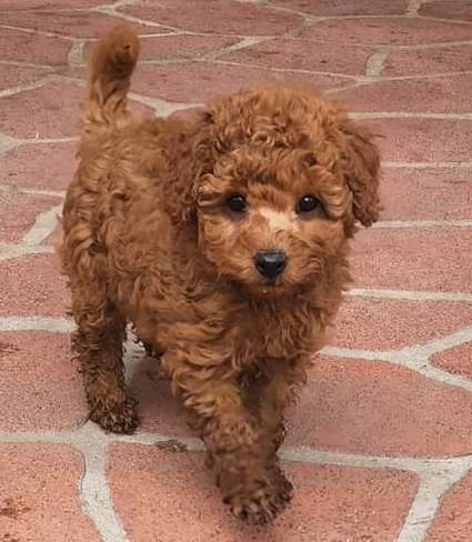 4.1 Toy Poodle Jane: Süße, liebevolle Zwergpudel-Hündin