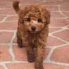 4.3 Toy Poodle Jane: Süße, liebevolle Zwergpudel-Hündin
