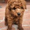 4.4 Toy Poodle Jane: Süße, liebevolle Zwergpudel-Hündin