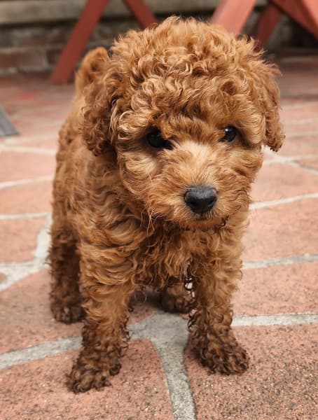 4.4 Toy Poodle Jane: Süße, liebevolle Zwergpudel-Hündin