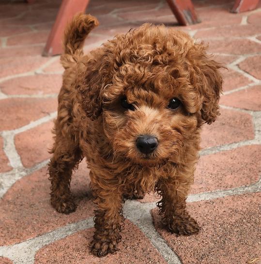 4.7 Toy Poodle Jane: Süße, liebevolle Zwergpudel-Hündin
