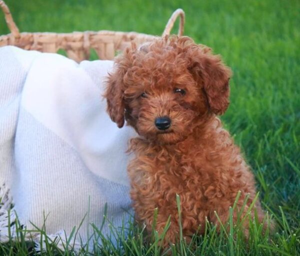 Niles: Roter Zwergpudel mit kuscheligen Teddybär-Locken