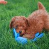 Niles: Roter Zwergpudel mit kuscheligen Teddybär-Locken
