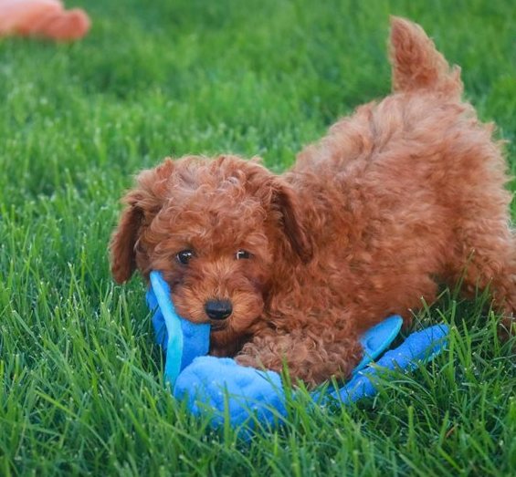 Niles: Roter Zwergpudel mit kuscheligen Teddybär-Locken