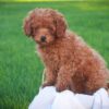 Niles: Roter Zwergpudel mit kuscheligen Teddybär-Locken